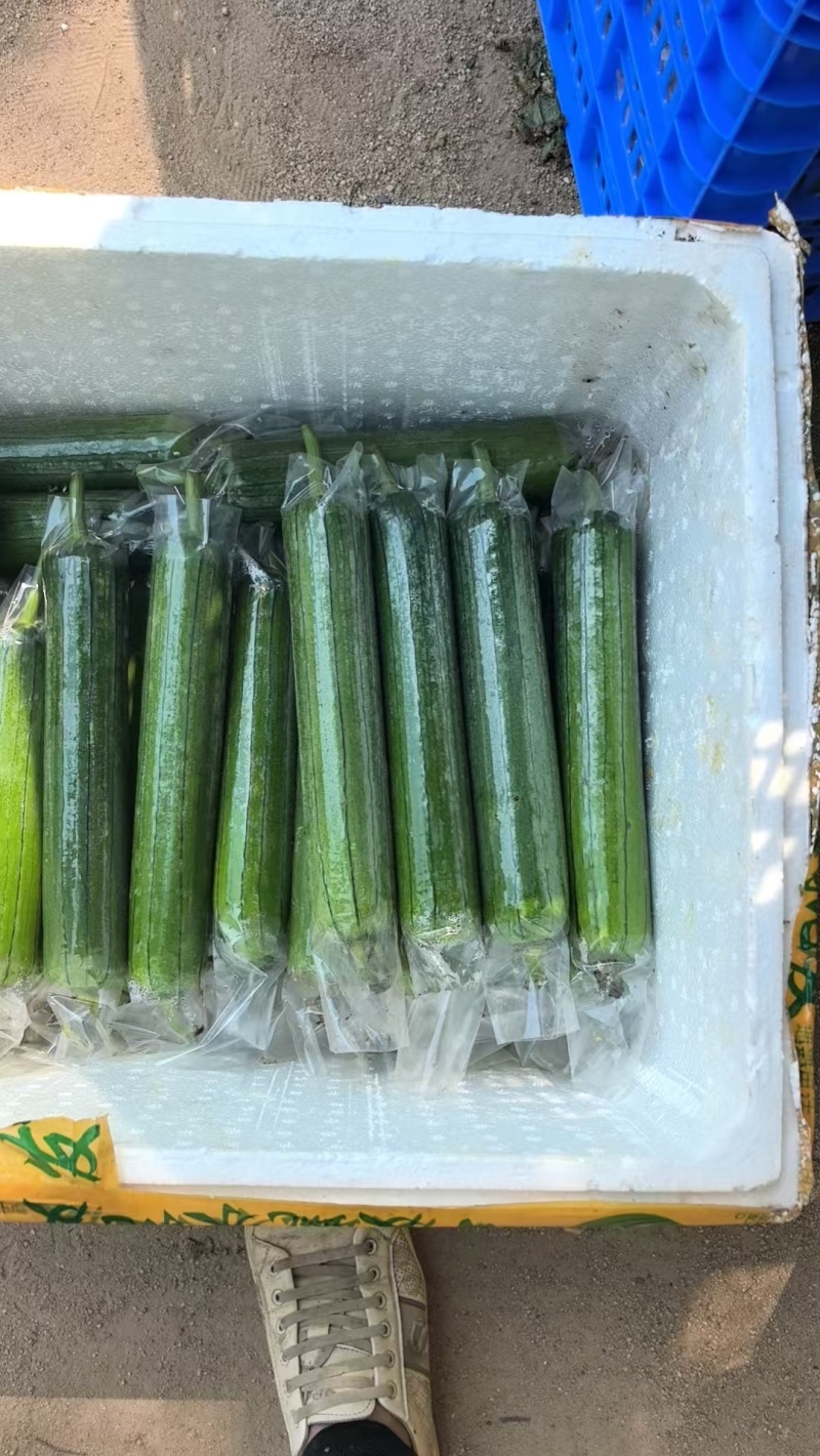 油皮丝瓜，水瓜，丝瓜，产地直供，量大从优
