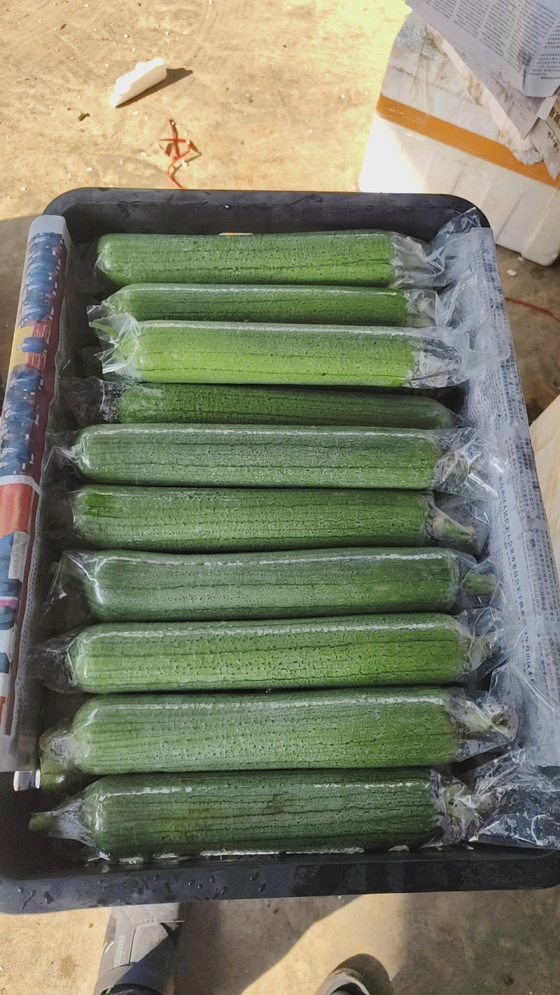 油皮丝瓜，水瓜，丝瓜，产地直供，量大从优