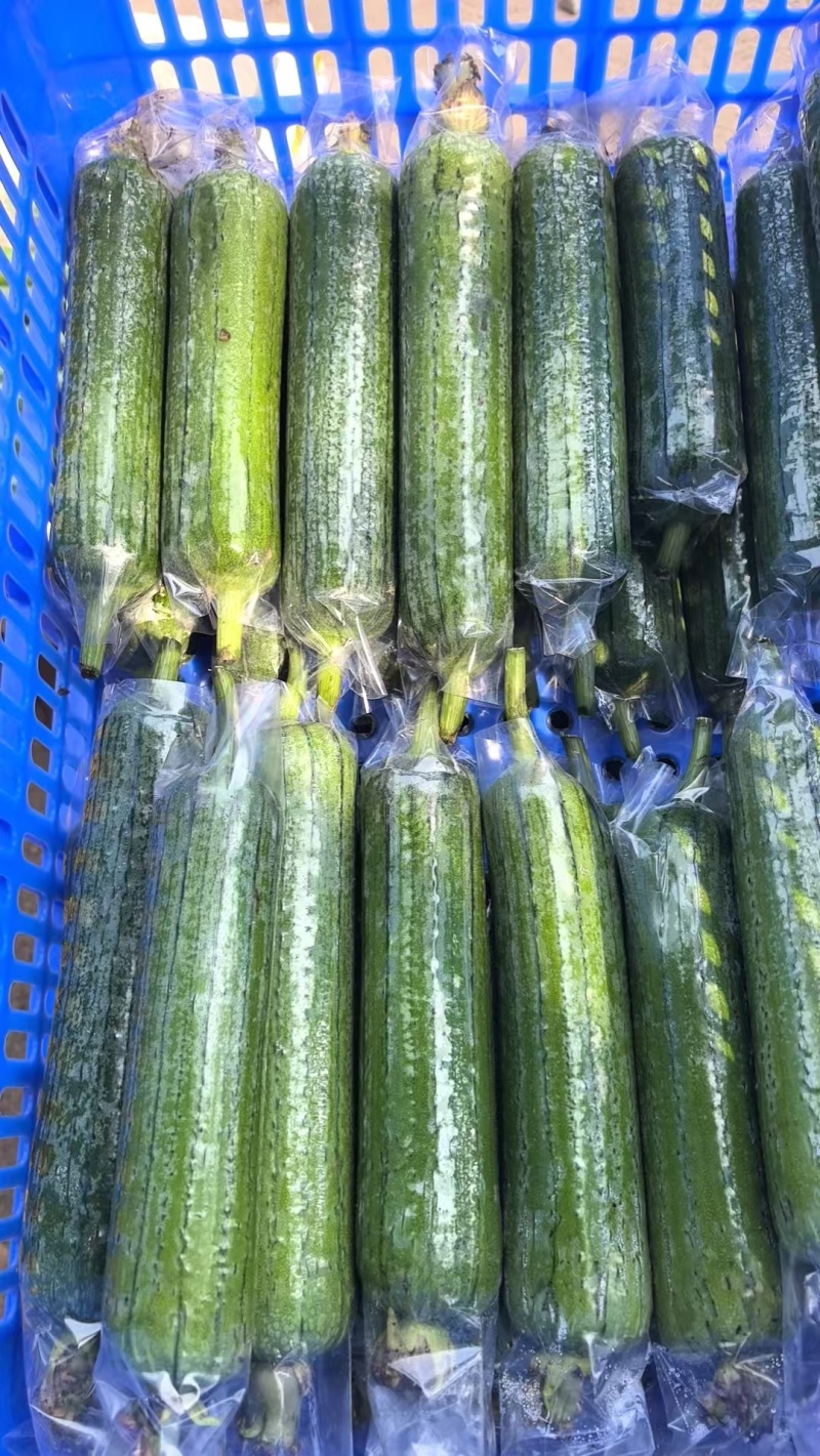 油皮丝瓜，水瓜，丝瓜，产地直供，量大从优