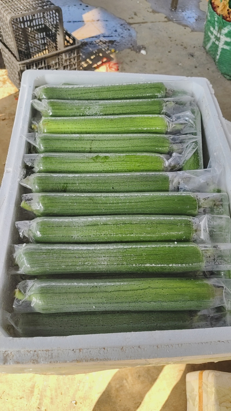 油皮丝瓜，水瓜，丝瓜，产地直供，量大从优
