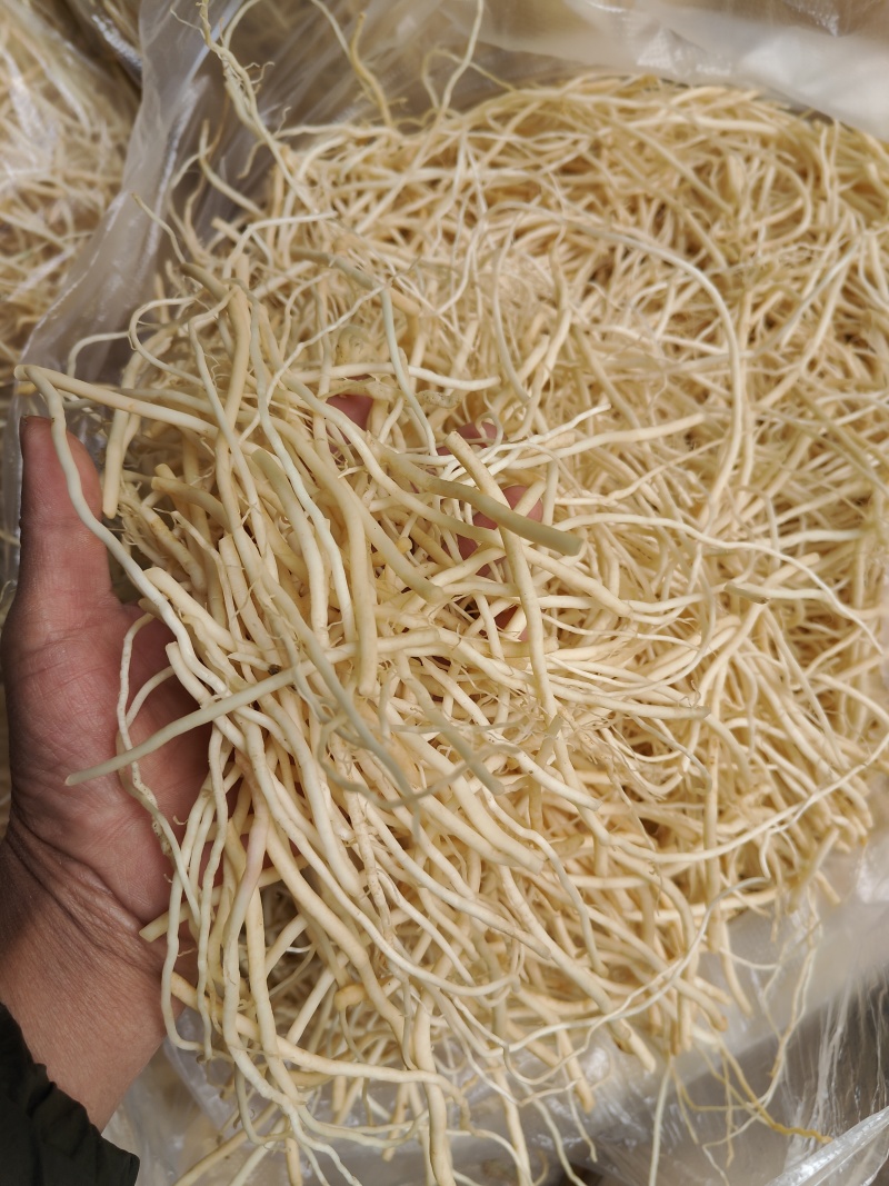 云南普洱韭菜根撇菜根