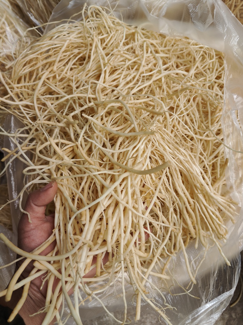 云南普洱韭菜根撇菜根
