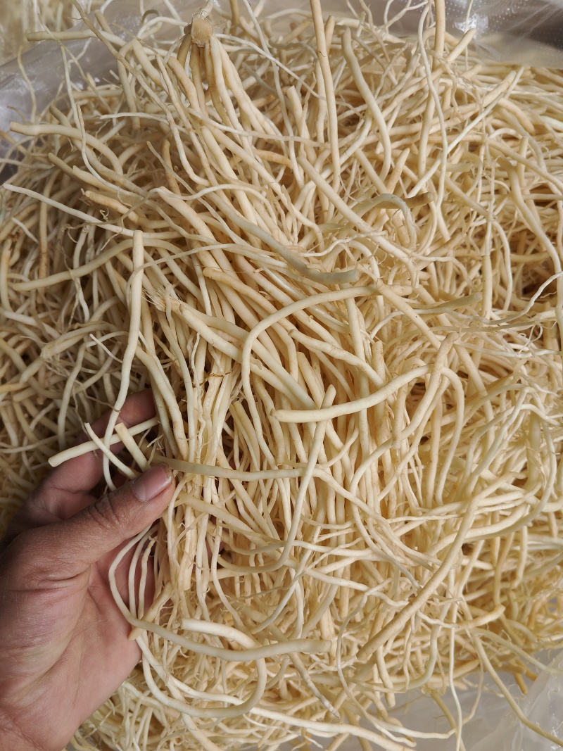 云南普洱韭菜根撇菜根
