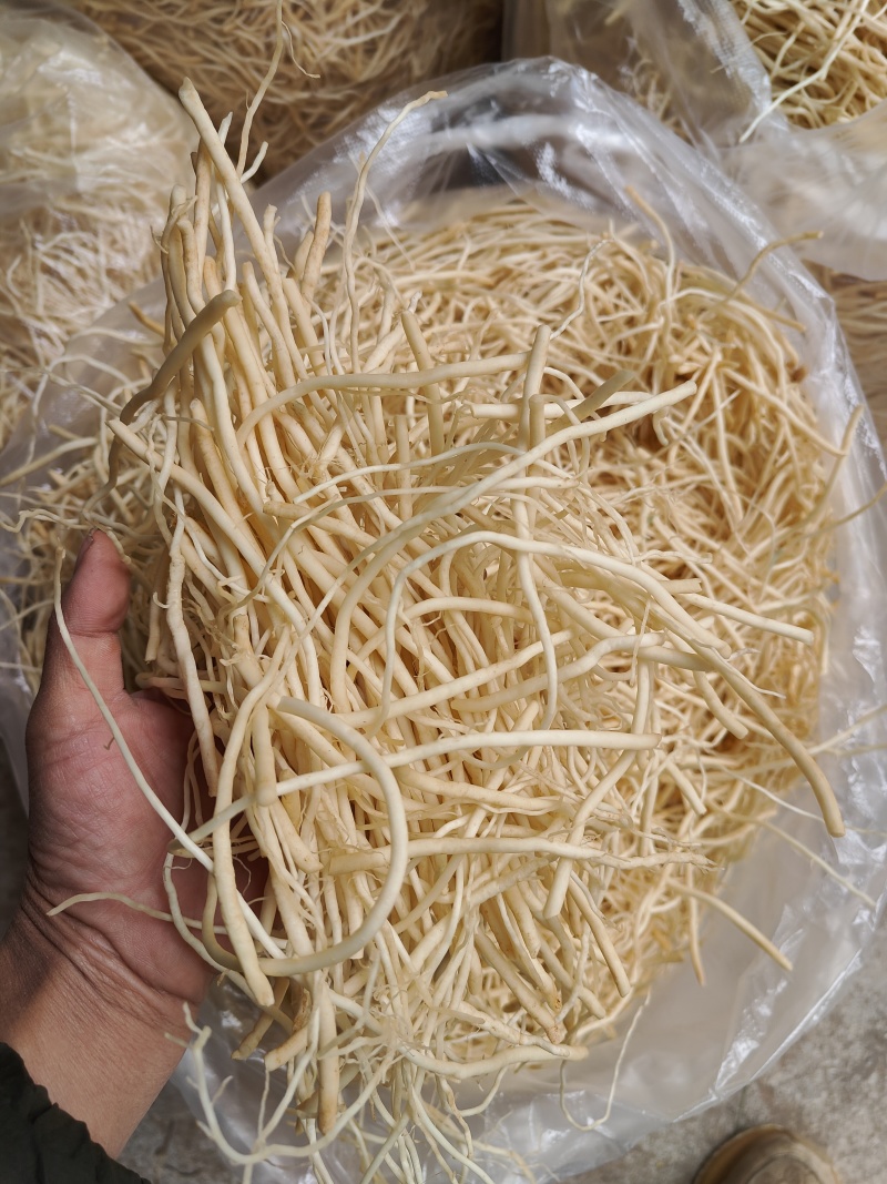 云南普洱韭菜根撇菜根