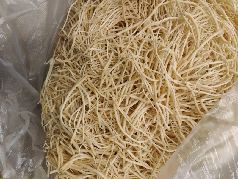 云南普洱韭菜根撇菜根