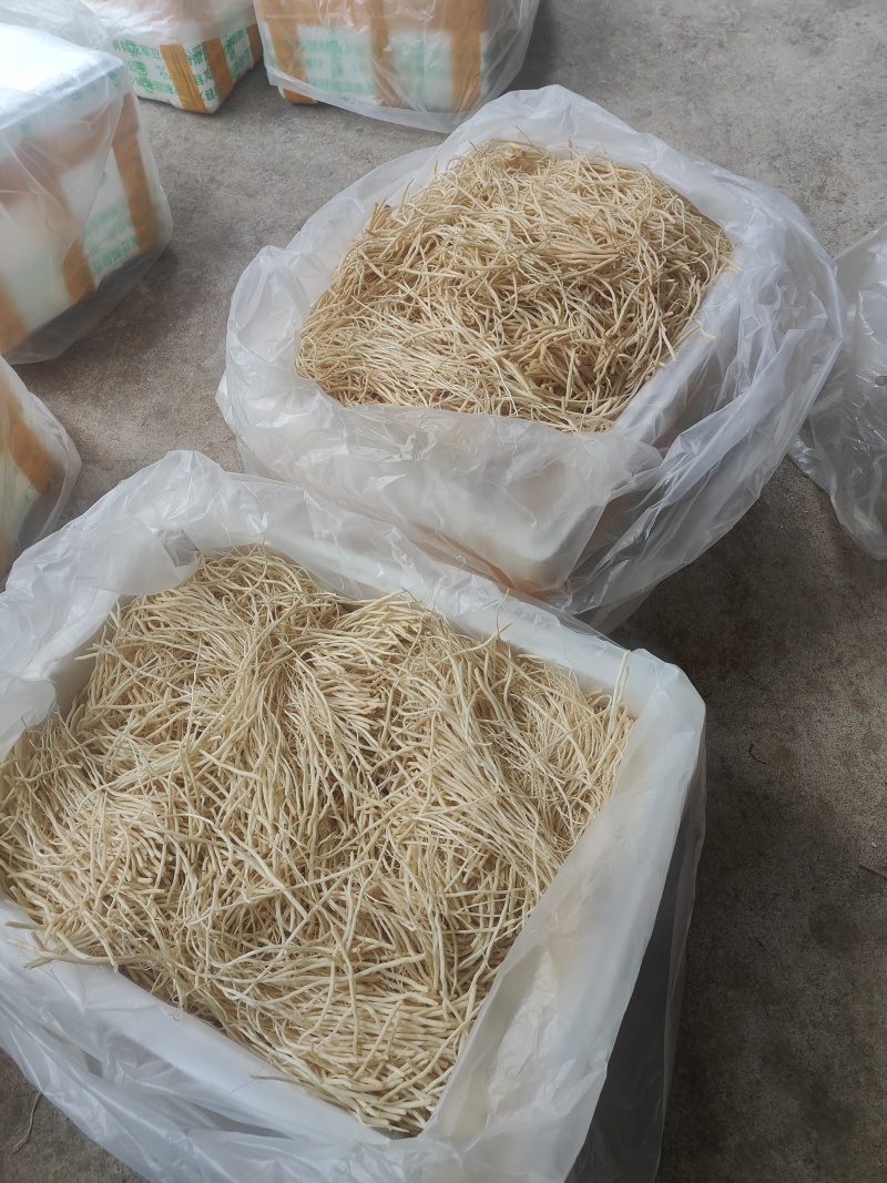 云南普洱韭菜根撇菜根