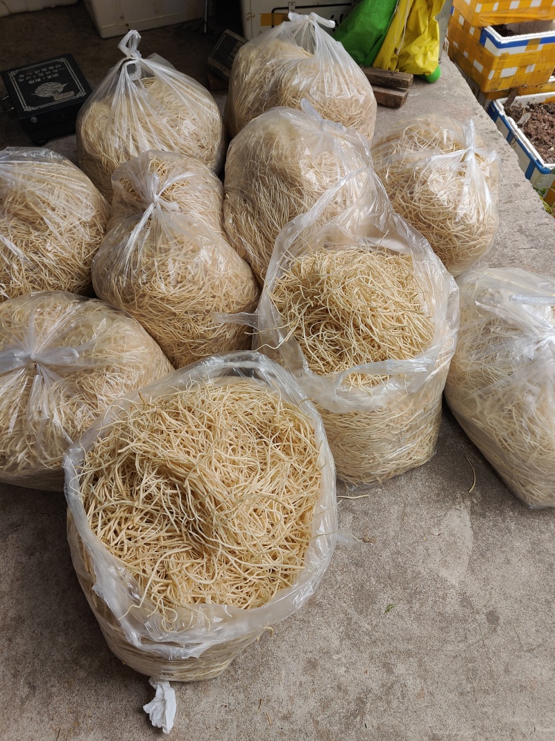 云南普洱韭菜根撇菜根