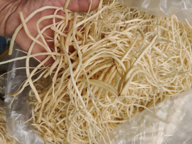 云南普洱韭菜根撇菜根