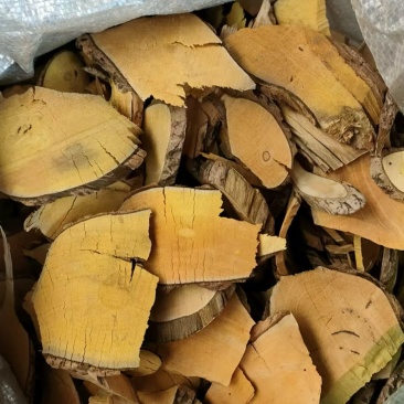 马关县中药材野生十大功劳量大优惠，产地一手货源