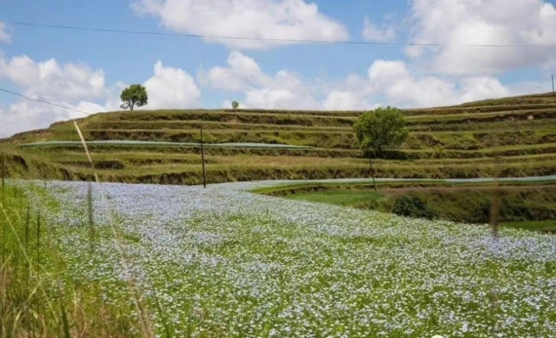 浓香胡麻油产地直发，一手货源，价格优惠，欢迎采购