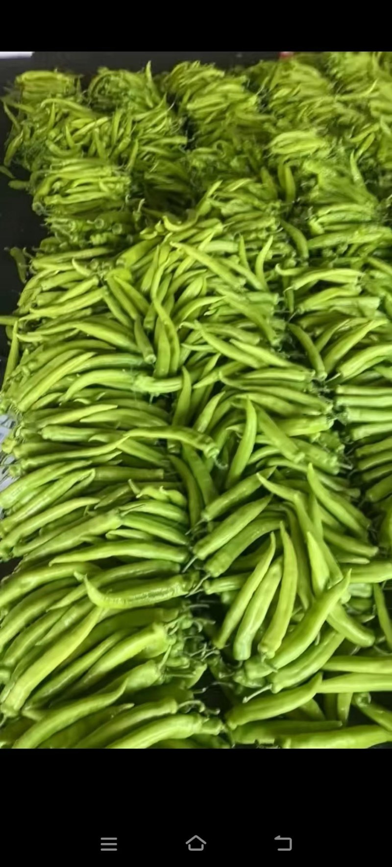 山东黄皮尖椒辣椒新鲜辣椒，承接超市市场工厂外贸各种订单