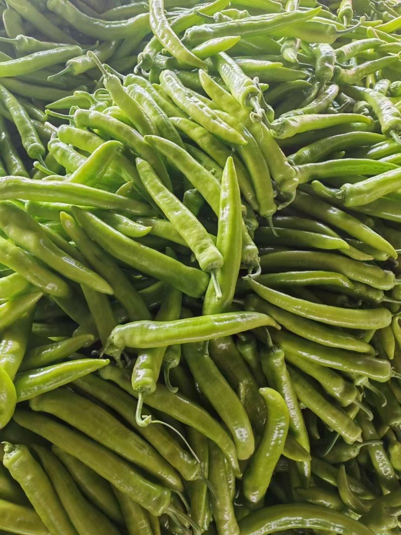山东黄皮尖椒辣椒新鲜辣椒，承接超市市场工厂外贸各种订单
