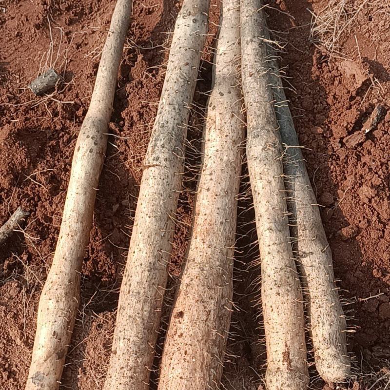 精品A级山药基地一手货源