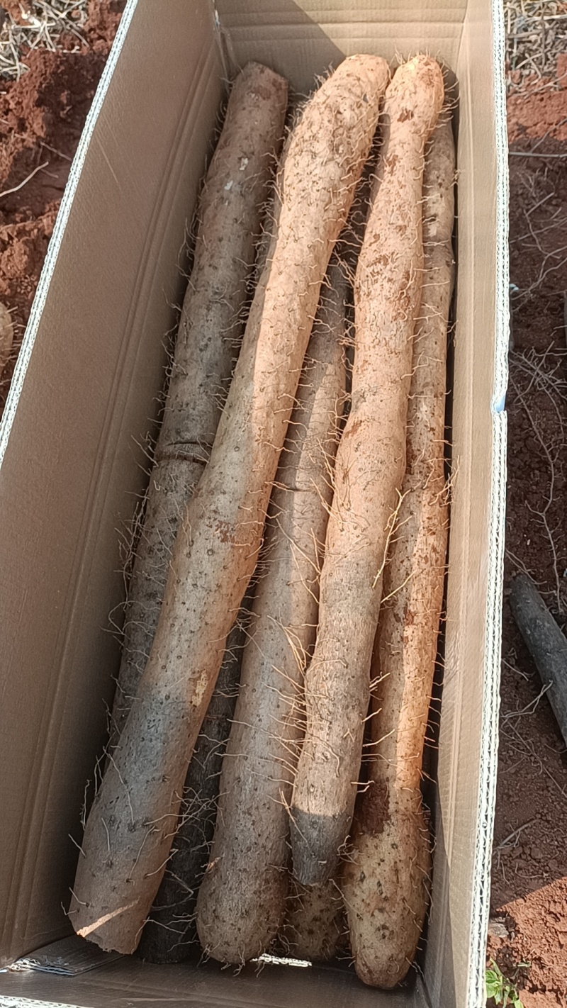 精品A级山药基地一手货源