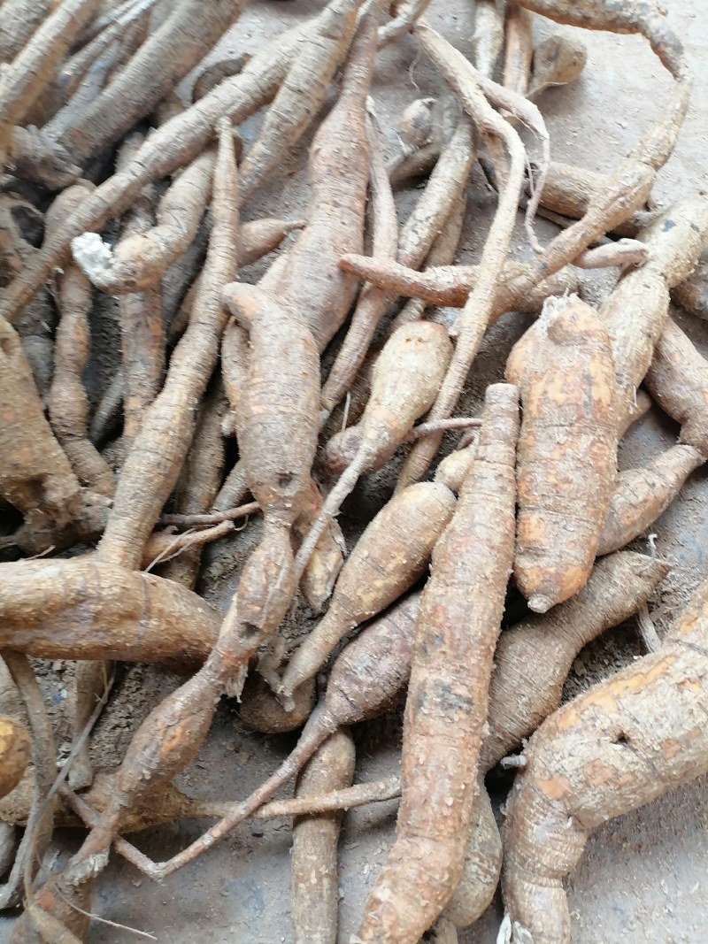 【常年供应】野生牛大力一手货源现货批发欢迎来电咨询