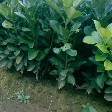推荐脐橙苗纽荷尔脐橙苗根须特好无病菌提供技术指导欢迎联系
