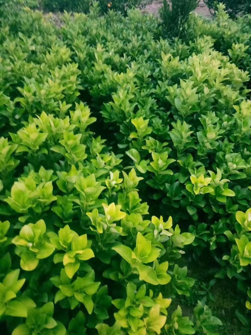 推荐脐橙苗纽荷尔脐橙苗根须特好无病菌提供技术指导欢迎联系