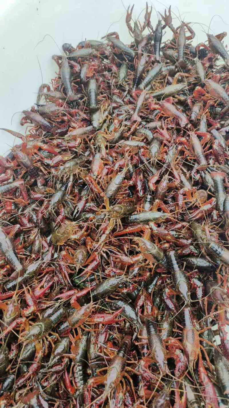 【推荐】湖北小龙虾/大青中青小青规格齐全/视频看货