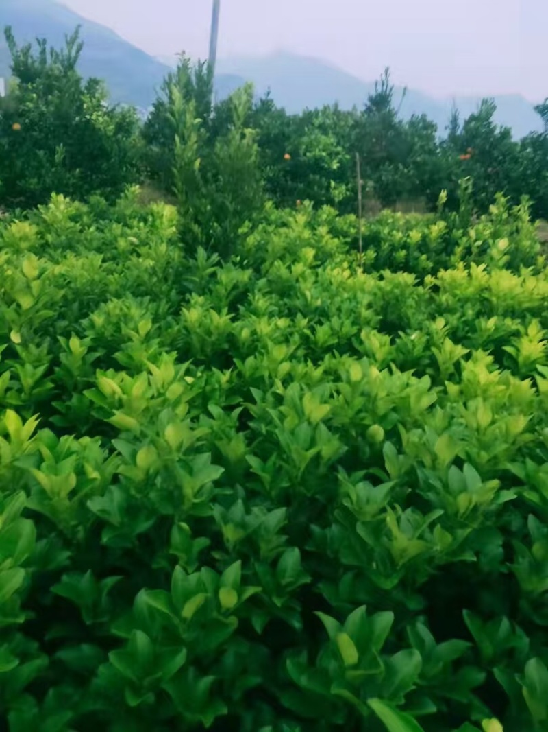 柚子苗蜜脆柚子柚脆甜香基地销售欢迎致电咨询