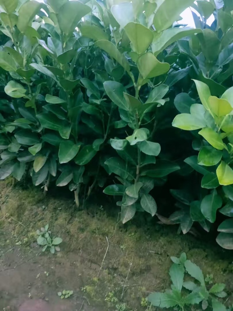 柚子苗蜜脆柚子柚脆甜香基地销售欢迎致电咨询