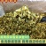 精品雪菜雪里红切碎雪菜咸菜下饭菜酱菜包子馅料餐饮商用批发