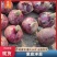 【紫皮洋葱】临沂洋葱形状端正半毛菜较干净提供网袋透明袋