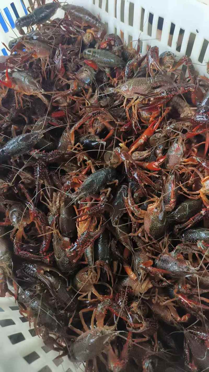 湖北小龙虾/自家虾塘养殖/视频看货/规格齐全