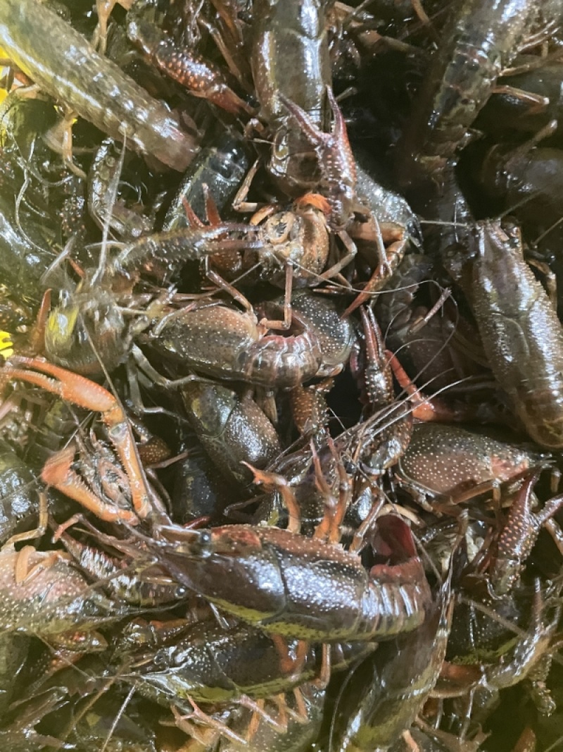 湖北小龙虾/自家虾塘养殖/视频看货/规格齐全