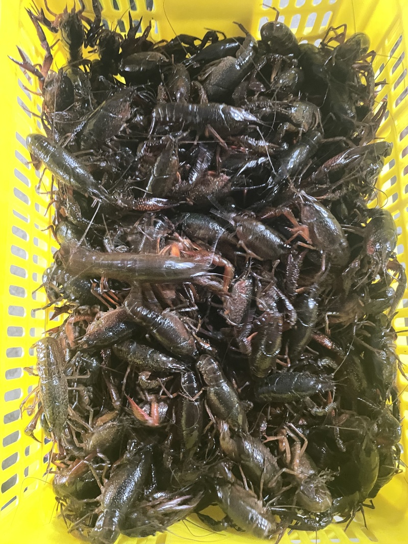 湖北小龙虾/自家虾塘养殖/视频看货/规格齐全