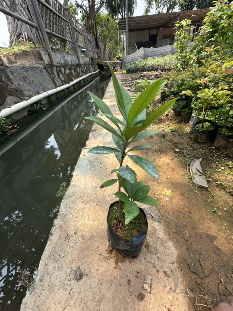 巴西樱桃苗