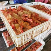 白条乳鸽鲜货厂家直发量大从优欢迎电话联系