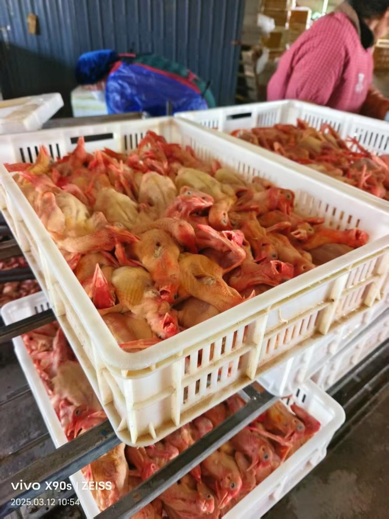 白条乳鸽鲜货厂家直发量大从优欢迎电话联系