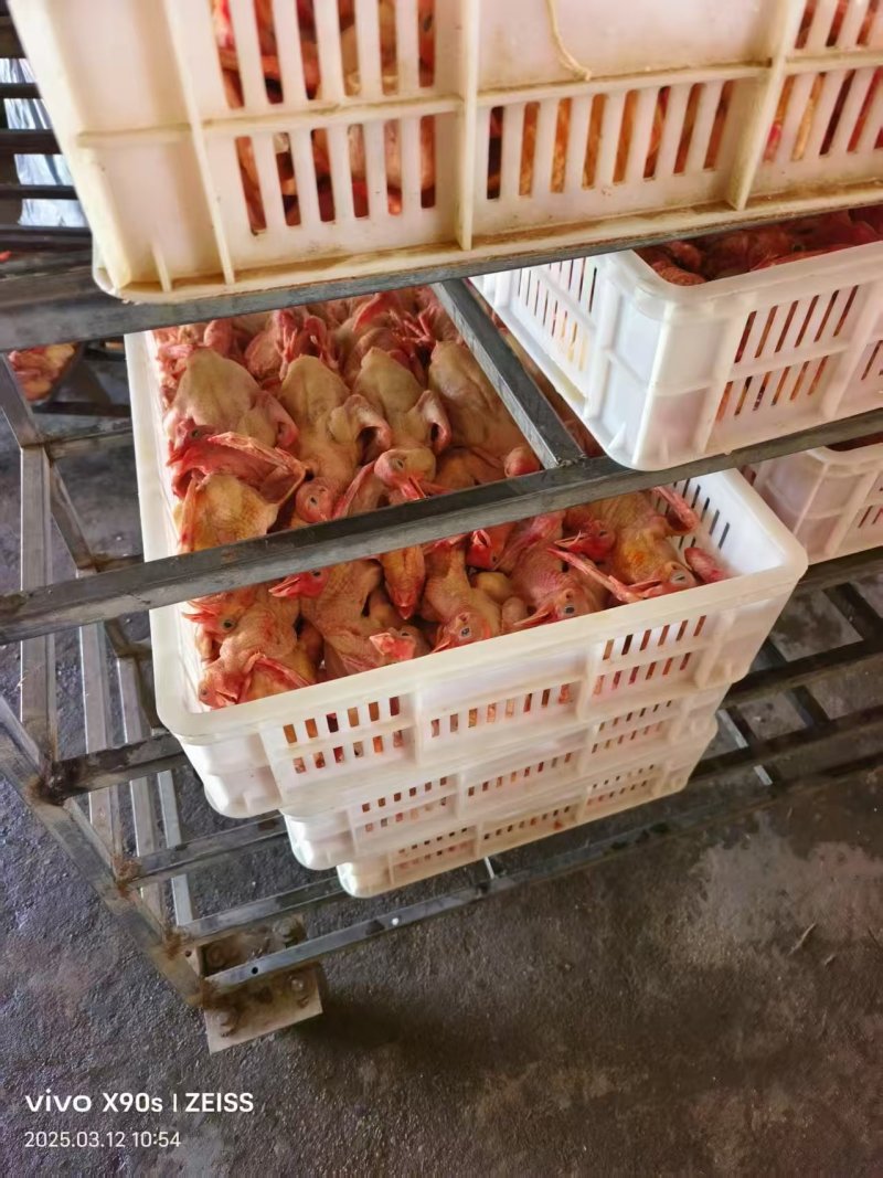 白条乳鸽鲜货厂家直发量大从优欢迎电话联系