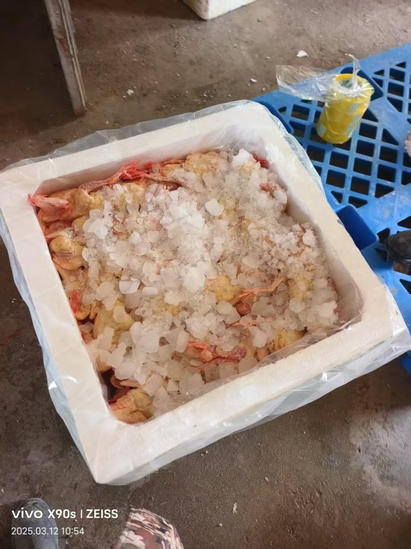 白条乳鸽鲜货厂家直发量大从优欢迎电话联系