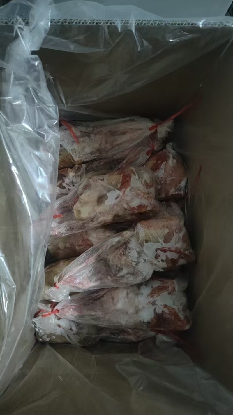 白条乳鸽鲜货厂家直发量大从优欢迎电话联系