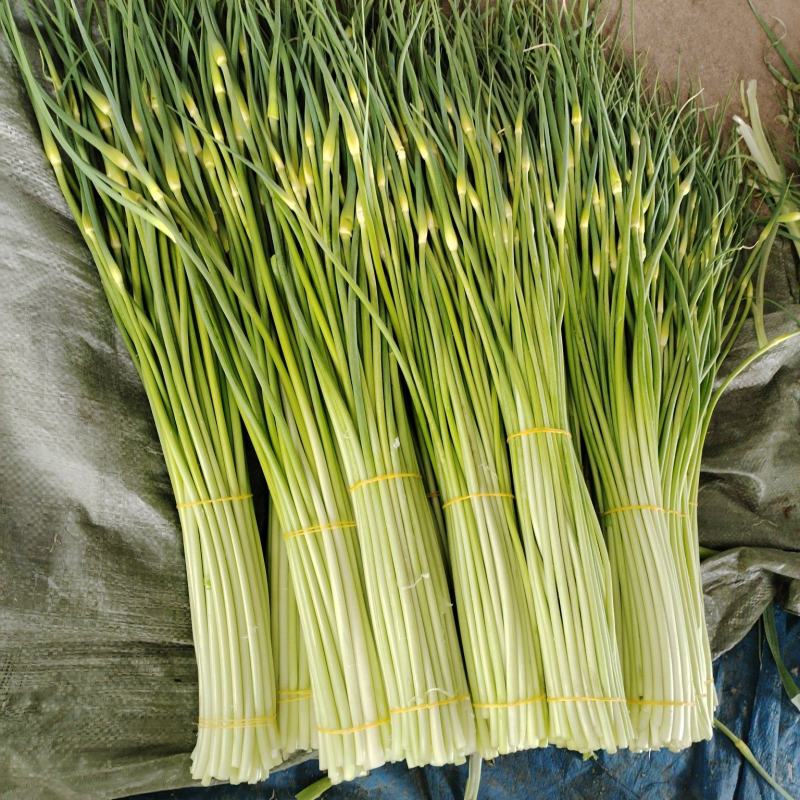 精品白帽蒜苔蒜苔大量上市品质保证量大从优一手货源