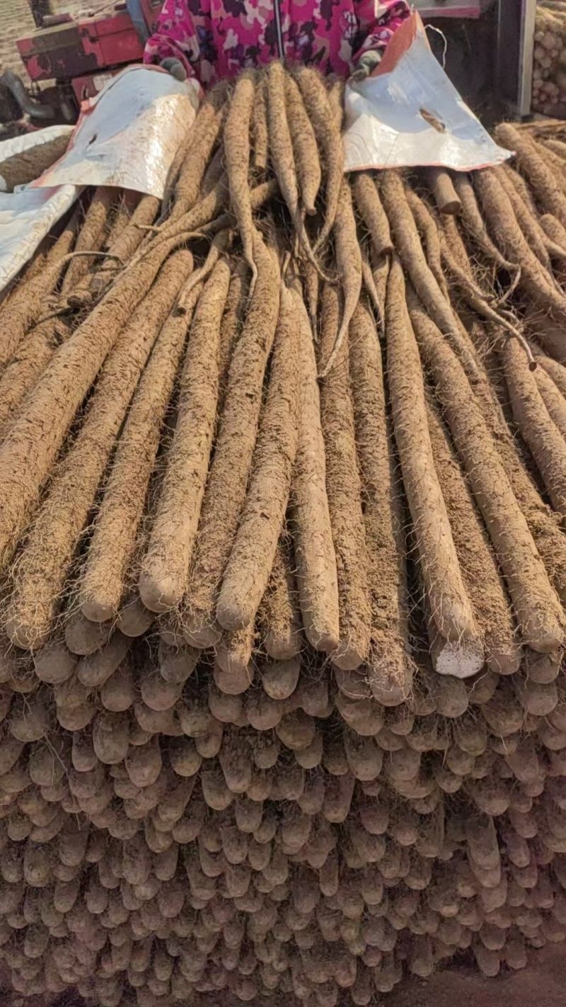 白玉山药3~4厘米一级通货40~50厘米，量大从