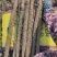 白玉山药3~4厘米一级通货40~50厘米，量大从