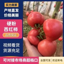硬粉西红柿硬度好颜色靓卖相好大小规格都有耐储存运输口感