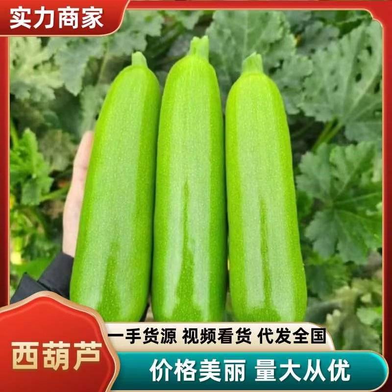 【绿皮西葫芦】饶阳原产地供货一手货源按需求分拣打包提供纸箱