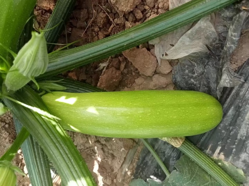【绿皮西葫芦】饶阳原产地供货一手货源按需求分拣打包提供纸箱