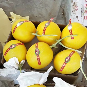 久红瑞甜瓜颜色靓丽头茬九成熟甜度刚好硬度好耐运输储存一件