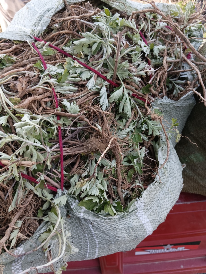蕲艾艾根