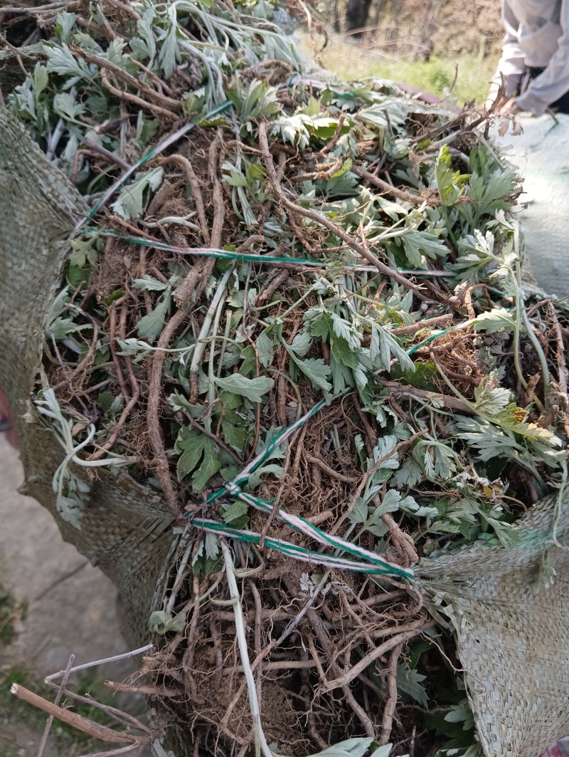 蕲艾艾根