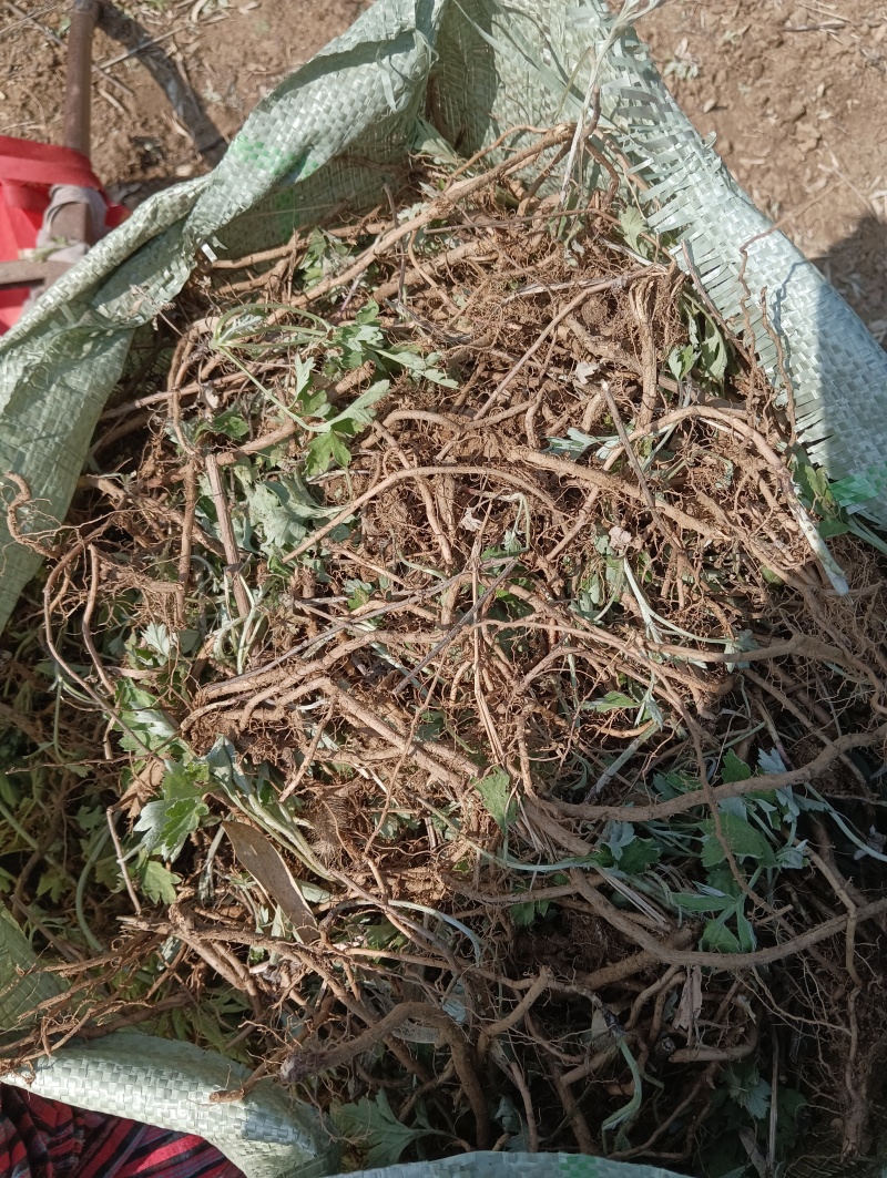 蕲艾艾根