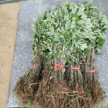 蕲艾艾苗湖北黄冈蕲春蕲艾种苗艾根种子种苗艾草种苗产地