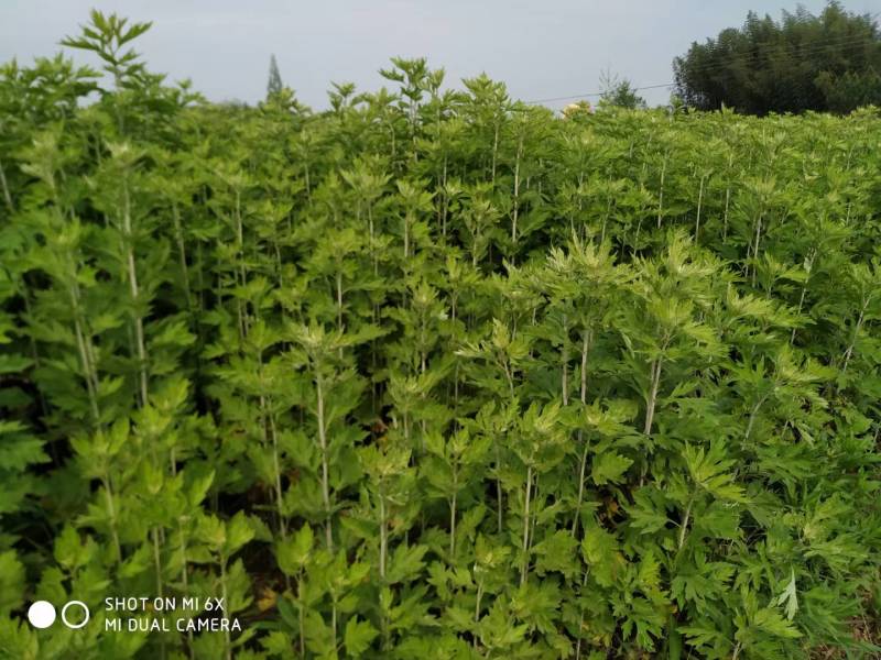 蕲艾艾苗湖北黄冈蕲春蕲艾种苗艾根种子种苗艾草种苗产地