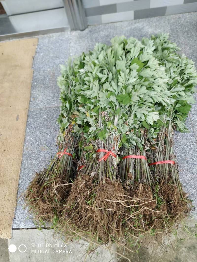 蕲艾艾苗湖北黄冈蕲春蕲艾种苗艾根种子种苗艾草种苗产地