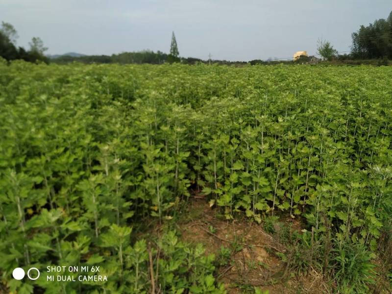 蕲艾艾苗湖北黄冈蕲春蕲艾种苗艾根种子种苗艾草种苗产地