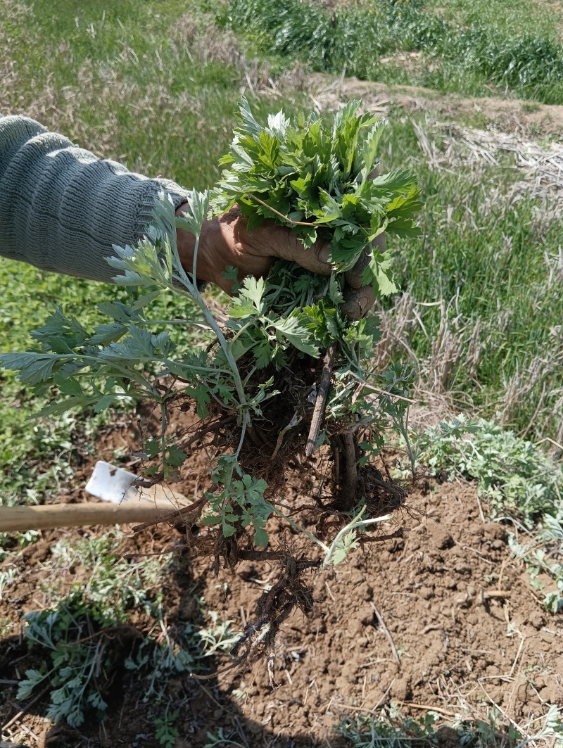 蕲艾艾苗湖北黄冈蕲春蕲艾种苗艾根种子种苗艾草种苗产地